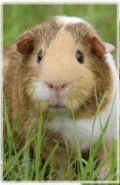 Keukendoek Theedoek microvezel Cavia