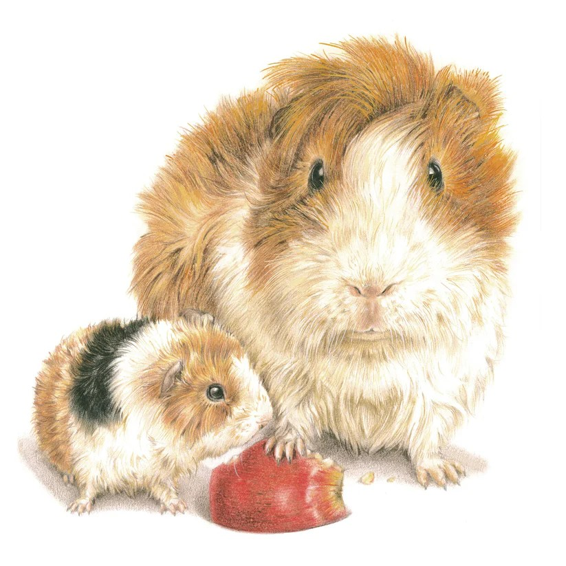Cavia Kaart