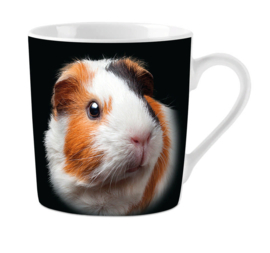 Cavia Mok Guinea Pig Eyes