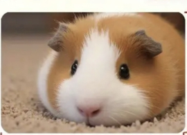 Deurmat Badkamer Mat Tapijt Cavia C