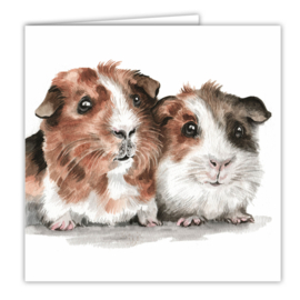 Kaart Cavia