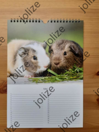 Cavia Verjaardagskalender