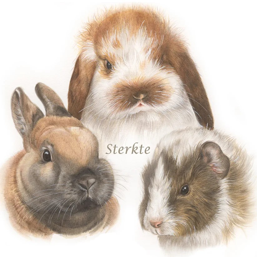 Condoleance / Sterkte kaart cavia konijn