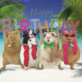 Cavia Kaart Happy Birthday