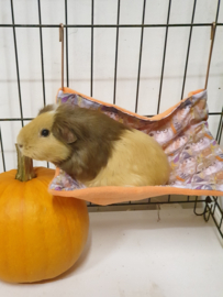 Hangmat  "knaagdier"  XL .... Cavia  Print Halloween