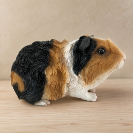 Polystone Cavia Beeld Borstel cavia driekleur