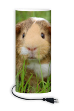 Lamp met cavia Afbeelding