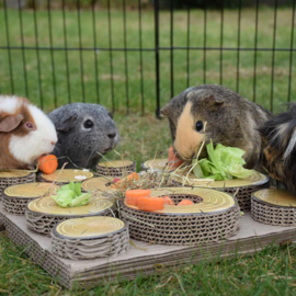 Maze-a-log treat challenge