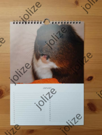Cavia Verjaardagskalender