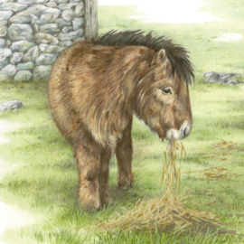 Kaart Shetlandpony