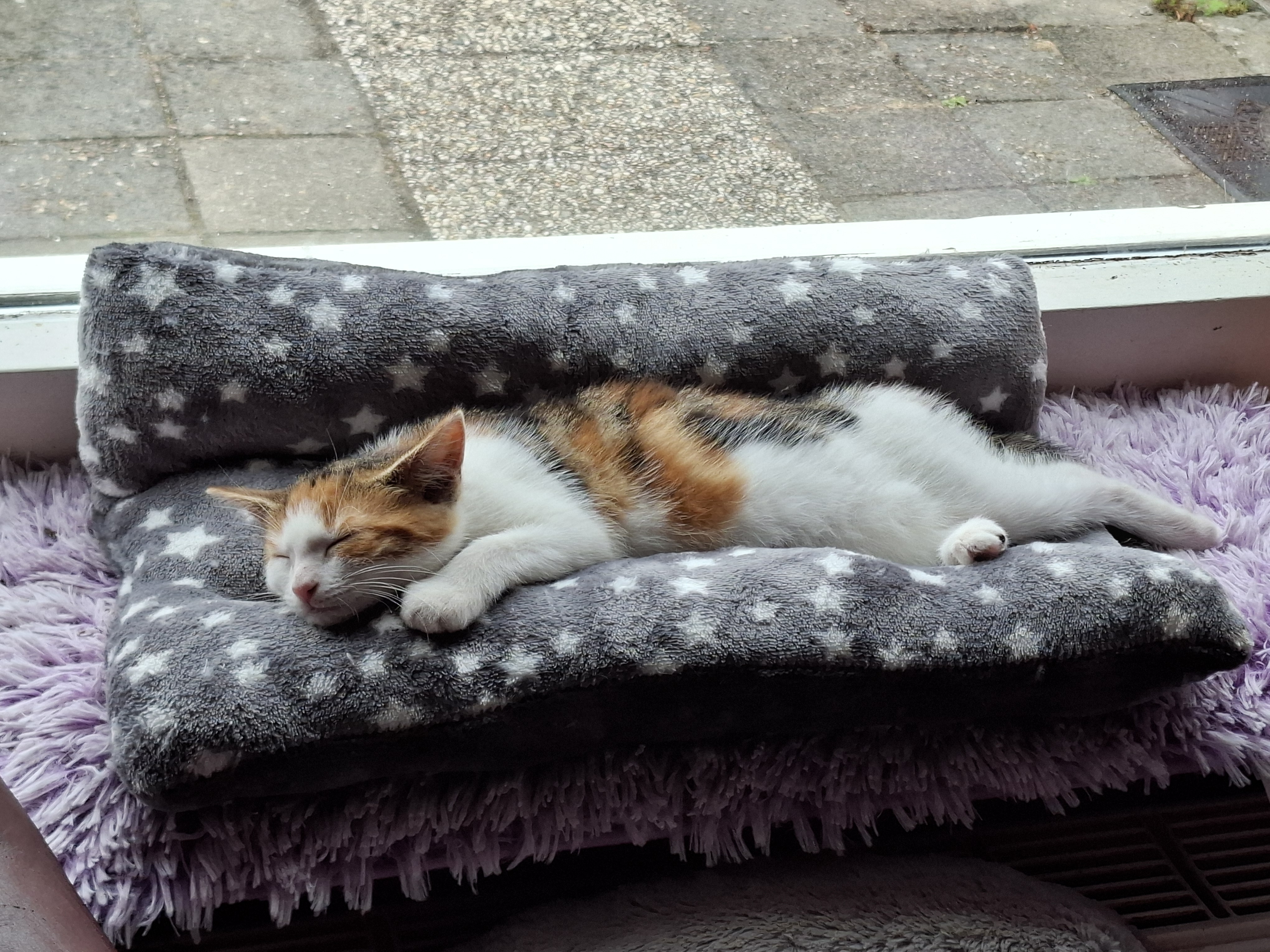 Kitten Snuggle Bed ... Custom Made
