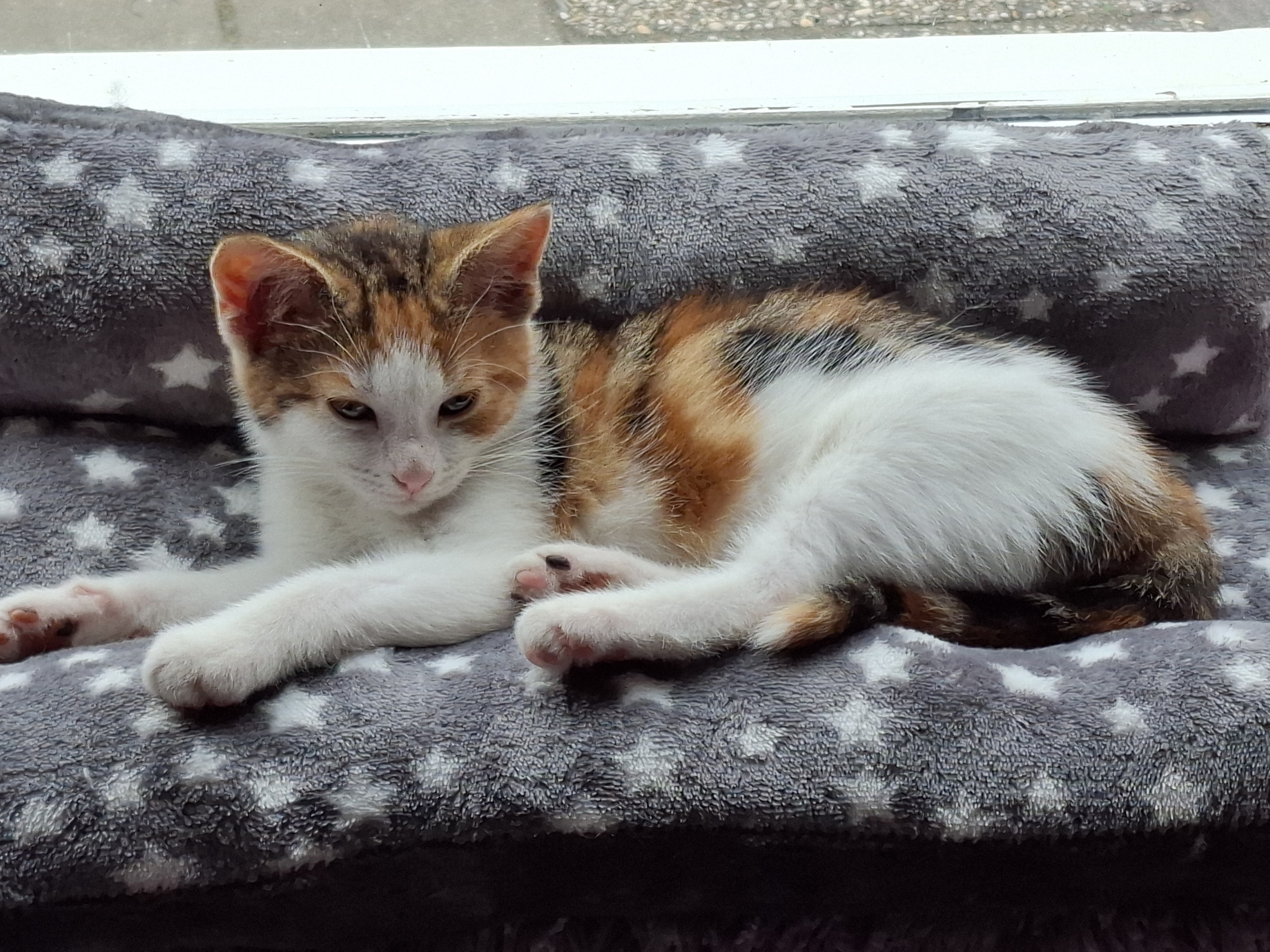 Kitten Snuggle Bed ... Custom Made