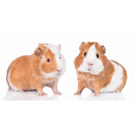 Strandlaken Badlaken Cavia