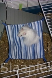 Hamster stripper in de hangmat