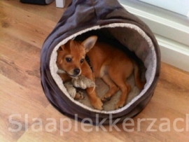 Chihuahua in zijn theemuts