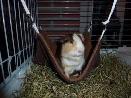 Henry in zijn hangmat