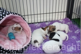 Jack-russel en haar puppies