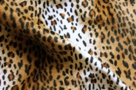 B34 Cheeta