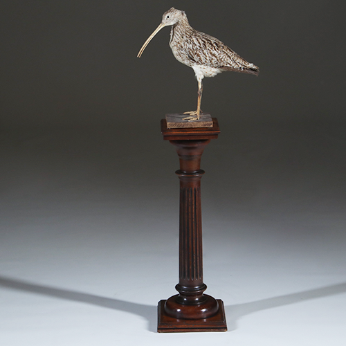 Kleine gedrongen doorleefde  Piëdestal of zuil met cannelures  ca 1910  (No.301820)