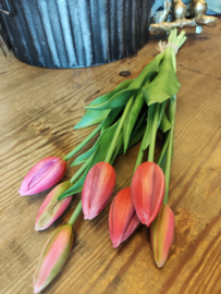 Lange tulp dichte knop pink