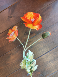 Papaver oranje