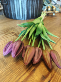 Lange tulp dichte knop purple