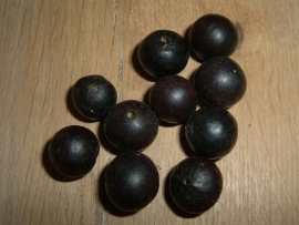 Mooie zwarte Chambimbe zaden