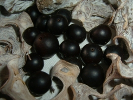Mooie ronde zwarte zaden kalen
