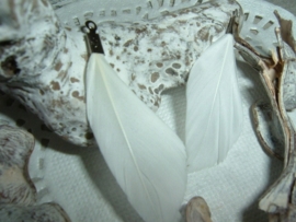 Mooie witte veertjes van 4 cm.