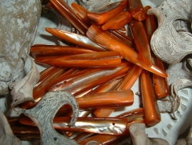 Langwerpige schelpen in mooie bruinoranje tinten
