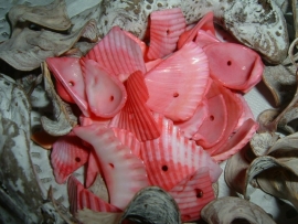 Schelpen chips kokkel in een mooie fuchsia roze kleur