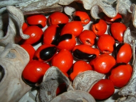 Mooie grote rood met zwarte Huairuro zaden kralen
