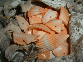 Schelpen chips kokkel in een mooie perzikkleur