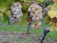 Chantefleur Blanc (vat 22 liter)