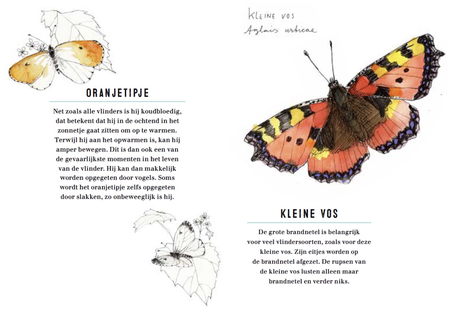 Vlinder kaartenboekje
