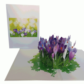 Pop-up kaart Krokussen