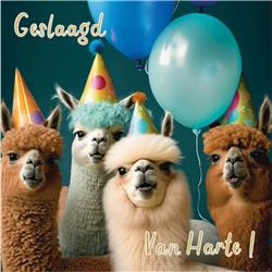 `Geslaagd ! Een lama felicitatie