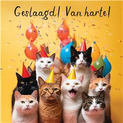 Geslaagd ! Poezenfelicitatie