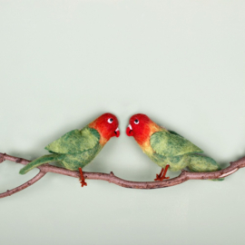 Sjaal met Verhaal Vogel - Dwerg papegaai