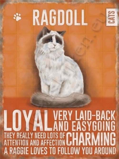 metalen wandplaat ragdoll 30-40 cm