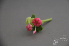 Roze waterlelie