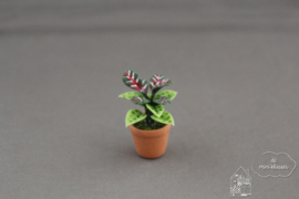 Kamerplant 5