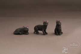 Kleine kat zwart