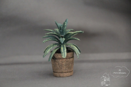 Palm in pot