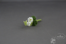 Witte waterlelie