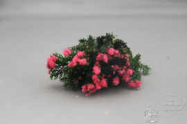 Grote struik fuchsia