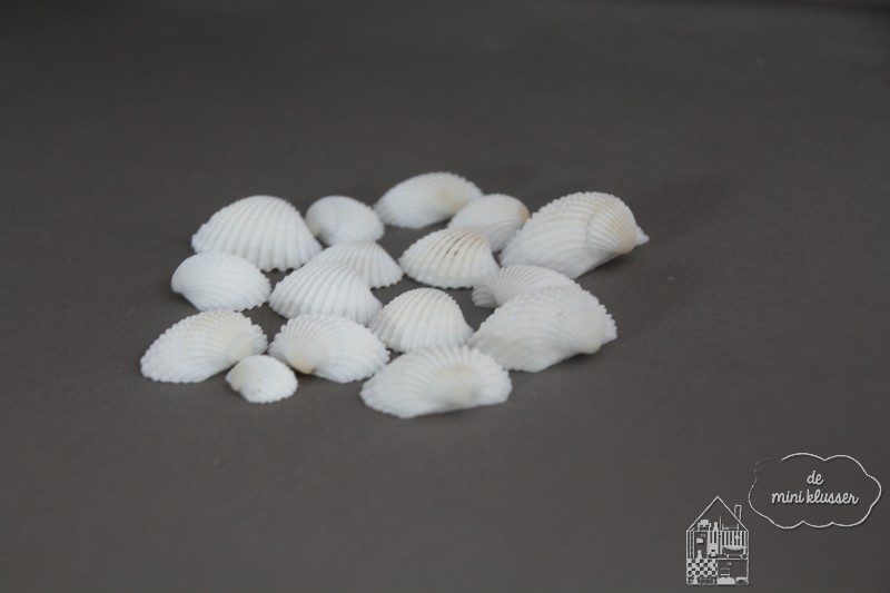 Witte schelpen