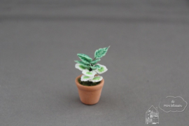 Kamerplant 6