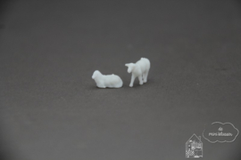 2 Schapen