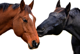 4 Liter Aloe Vera voor Paarden - echte aloe vera - bevat geen aloine